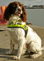 Image of Revenue's canine detector dog, Chip