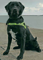 Image of Revenue's canine detector dog, Toby